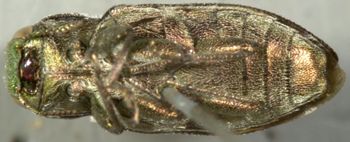 Media type: image;   Entomology 33794 Aspect: habitus ventral view